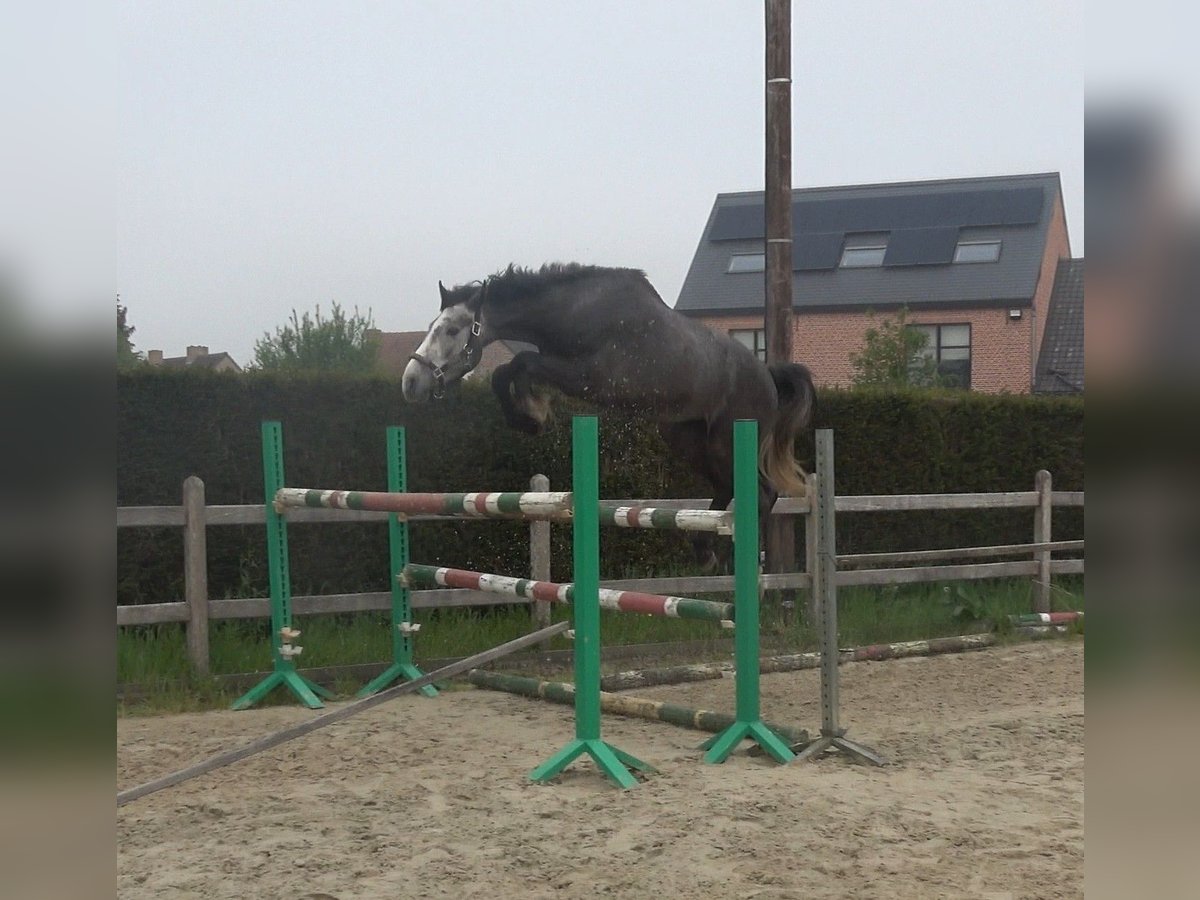 Belgisch Warmbloed Ruin 3 Jaar 165 cm Schimmel in Oppuurs