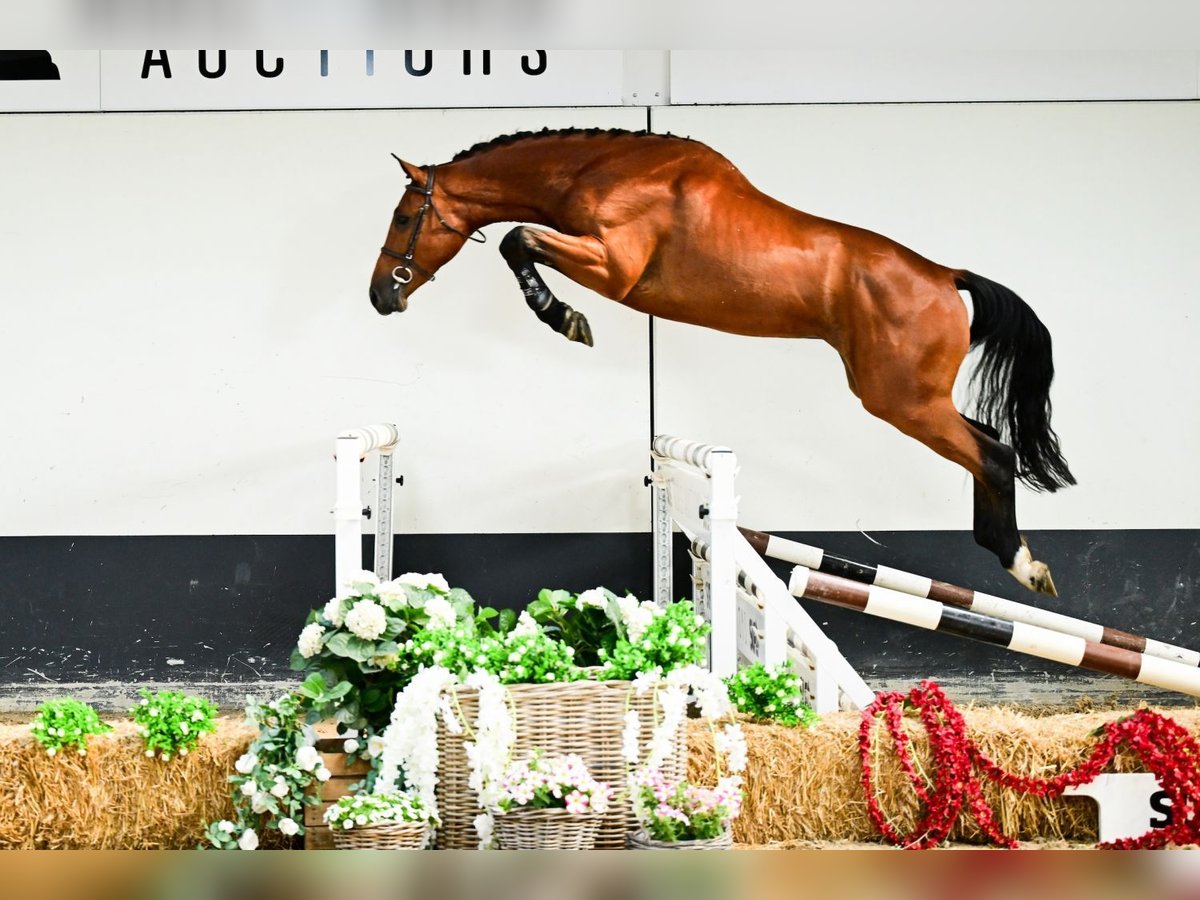 Belgisch Warmbloed Ruin 3 Jaar 169 cm Bruin in Bladel