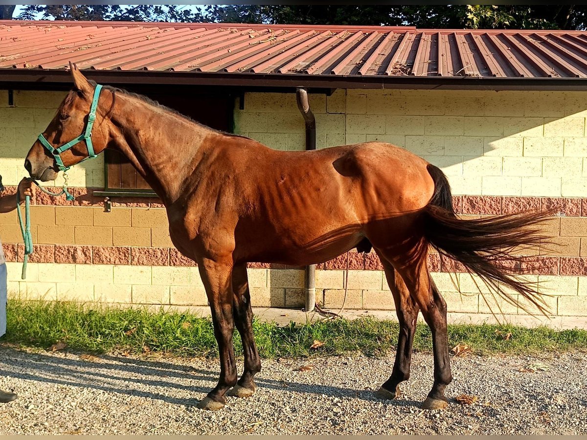 Belgisch Warmbloed Ruin 3 Jaar 170 cm Bruin in GROTE-BROGEL