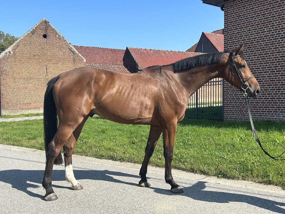 Belgisch Warmbloed Ruin 3 Jaar 171 cm Bruin in Denderhoutem