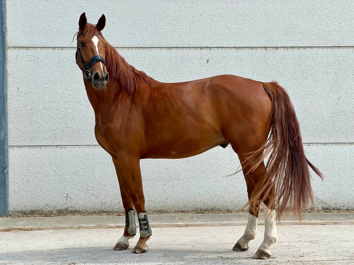 Belgisch Warmbloed Ruin 3 Jaar 171 cm Vos in GROTE-BROGEL