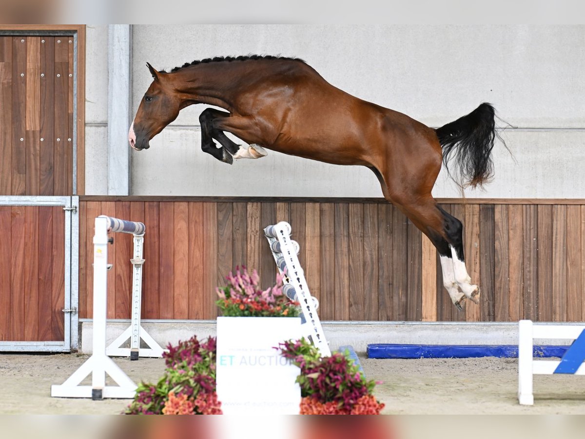 Belgisch Warmbloed Ruin 3 Jaar 172 cm Roodbruin in Zelle