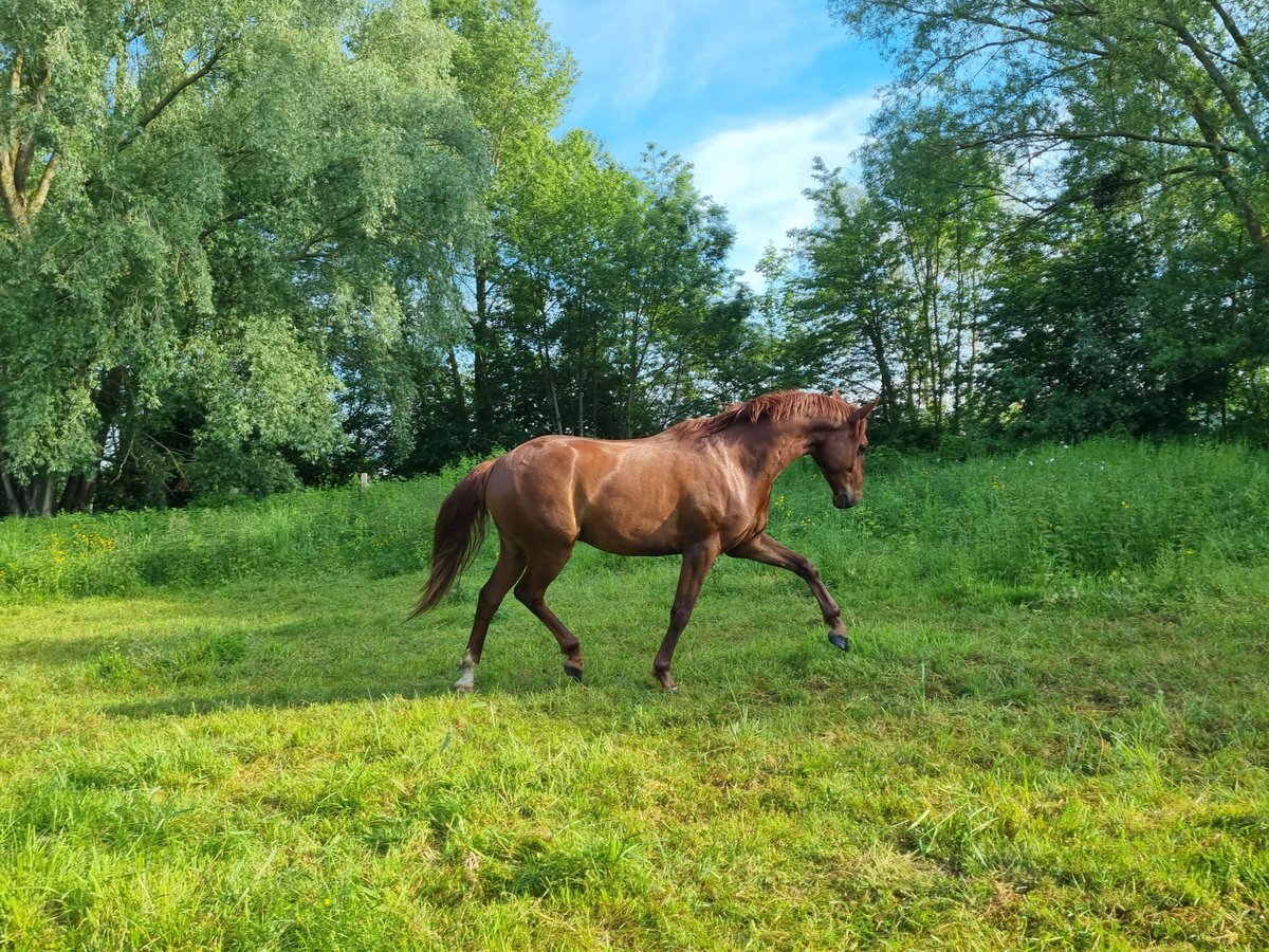 Belgisch Warmbloed Ruin 4 Jaar 156 cm Donkere-vos in Louviers