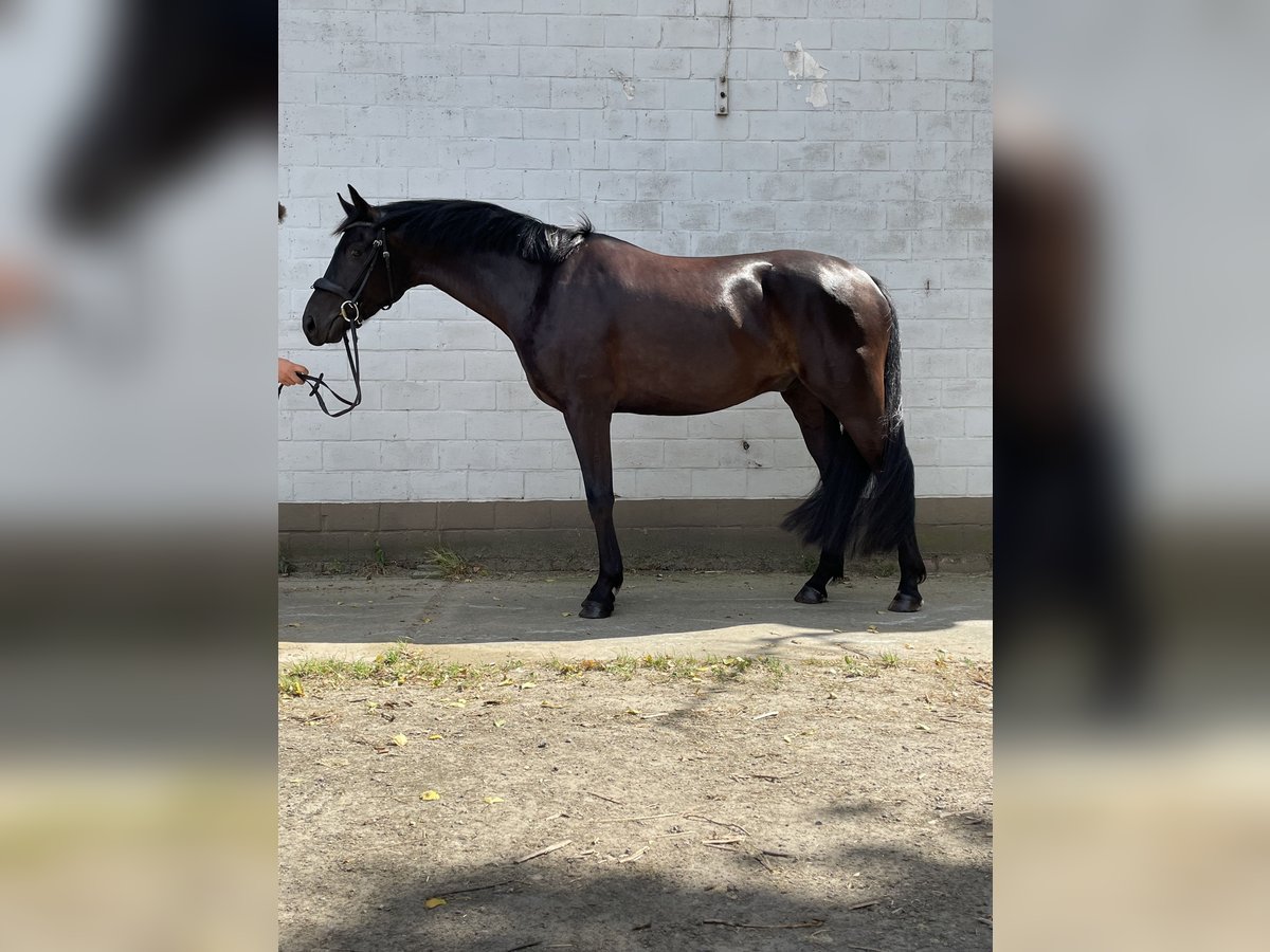 Belgisch Warmbloed Ruin 4 Jaar 162 cm Zwart in Sint-Laureins