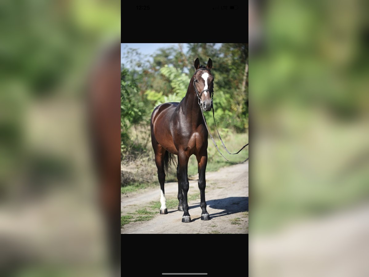 Belgisch Warmbloed Ruin 4 Jaar 164 cm Bruin in Fintel