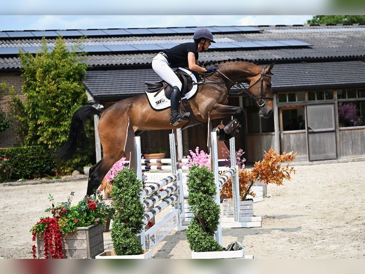 Belgisch Warmbloed Ruin 4 Jaar 170 cm Bruin in Bladel