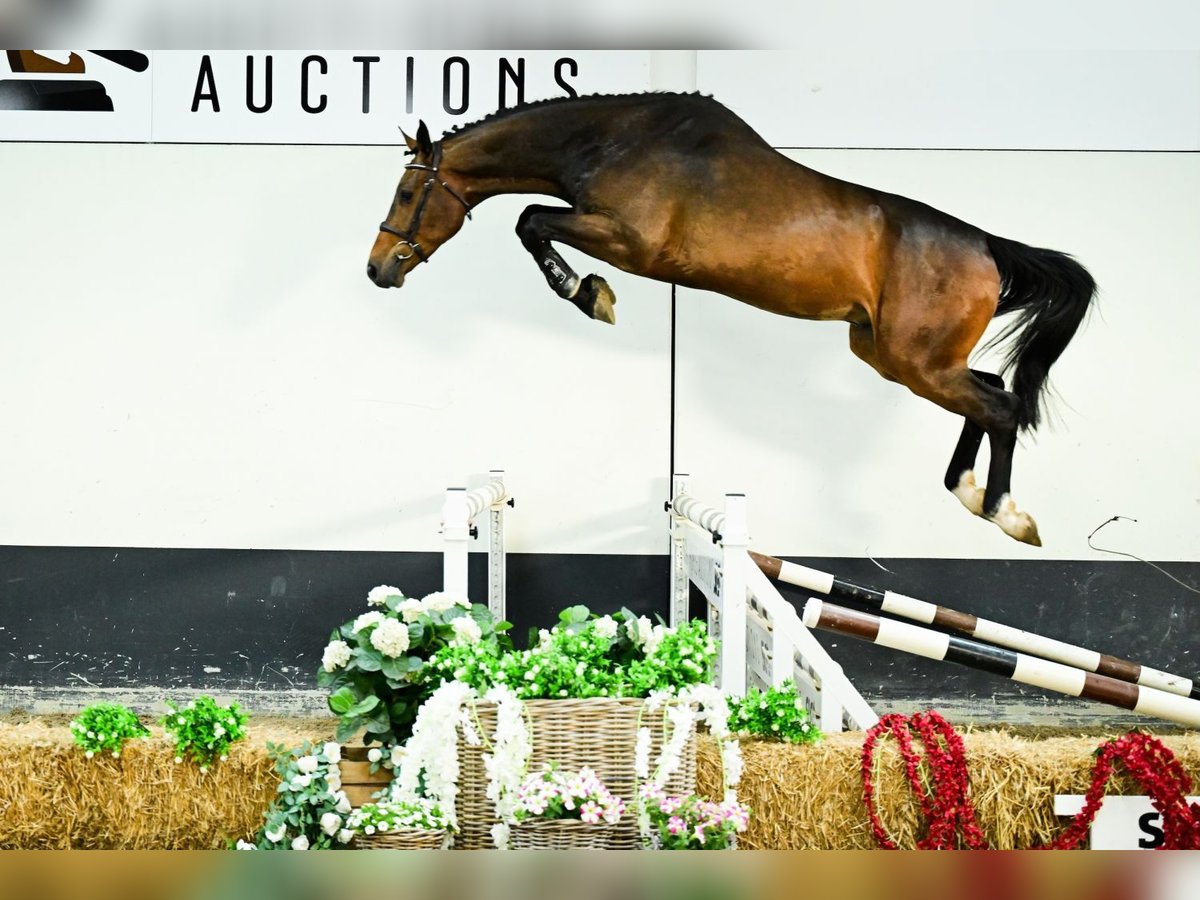 Belgisch Warmbloed Ruin 4 Jaar 172 cm Bruin in Bladel