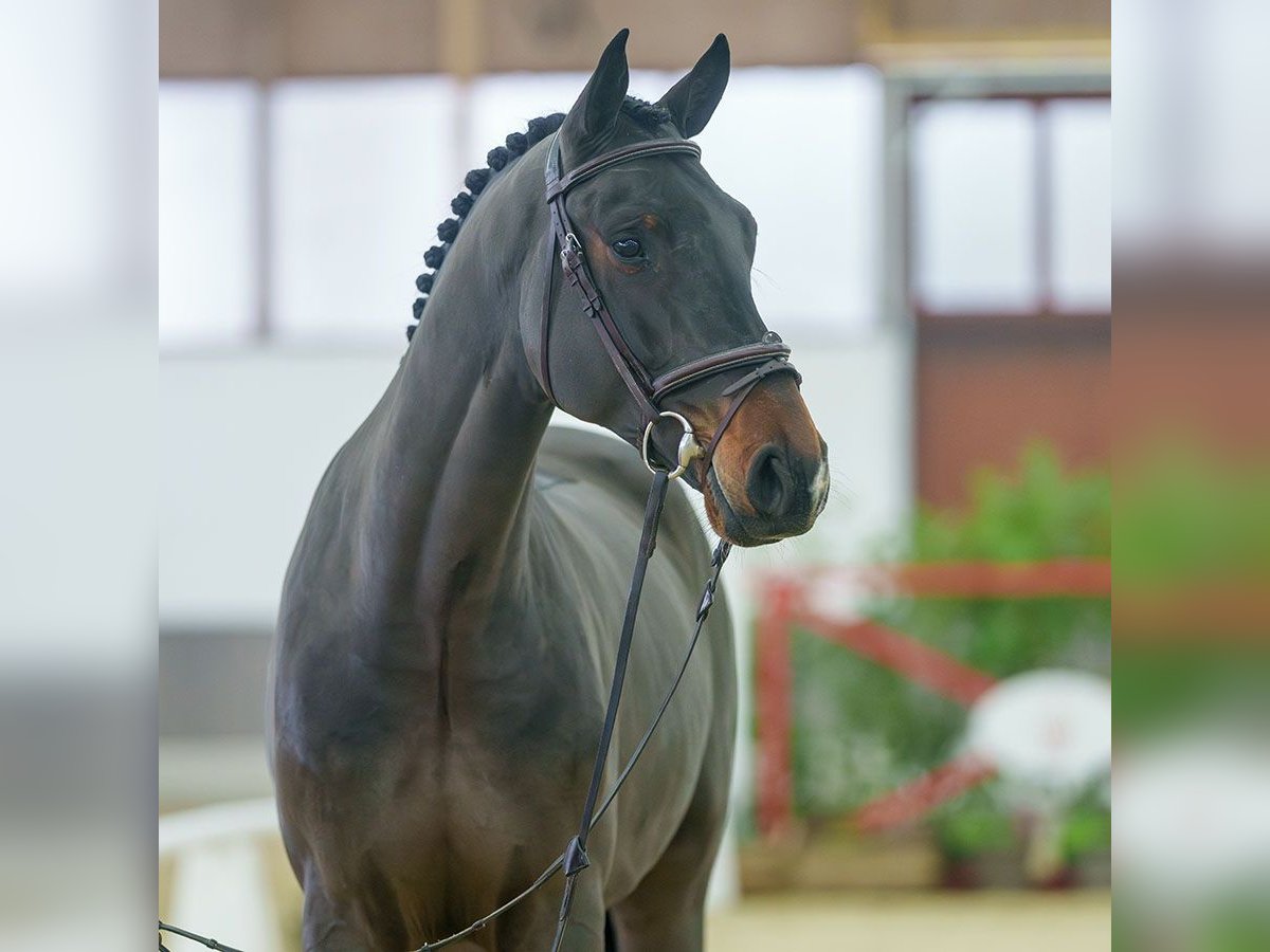 Belgisch Warmbloed Ruin 4 Jaar Donkerbruin in Münster-Handorf