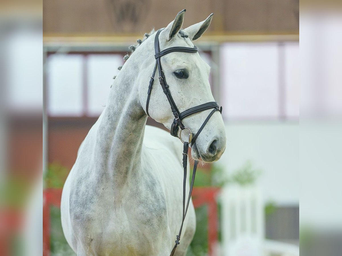 Belgisch Warmbloed Ruin 4 Jaar Schimmel in Münster-Handorf