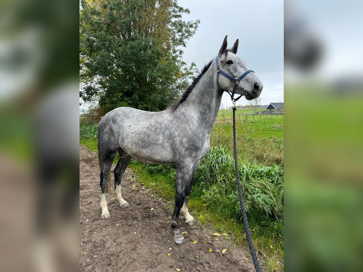 Belgisch Warmbloed Ruin 5 Jaar 166 cm Schimmel in Sint-Amands