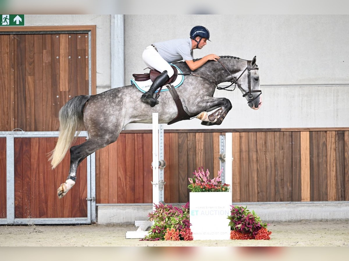 Belgisch Warmbloed Ruin 5 Jaar 166 cm Schimmel in Zelle