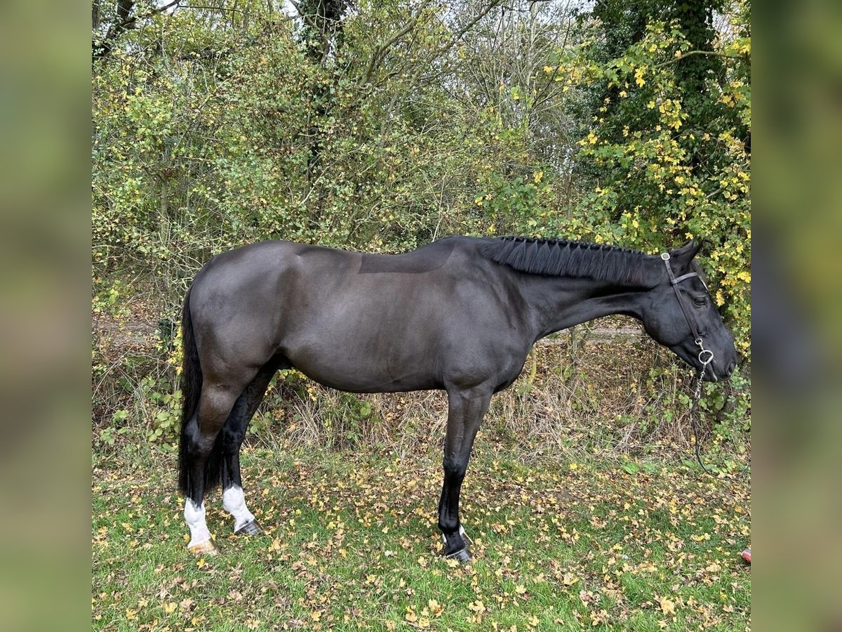 Belgisch Warmbloed Ruin 5 Jaar 166 cm Zwart in Walsham Le Willows