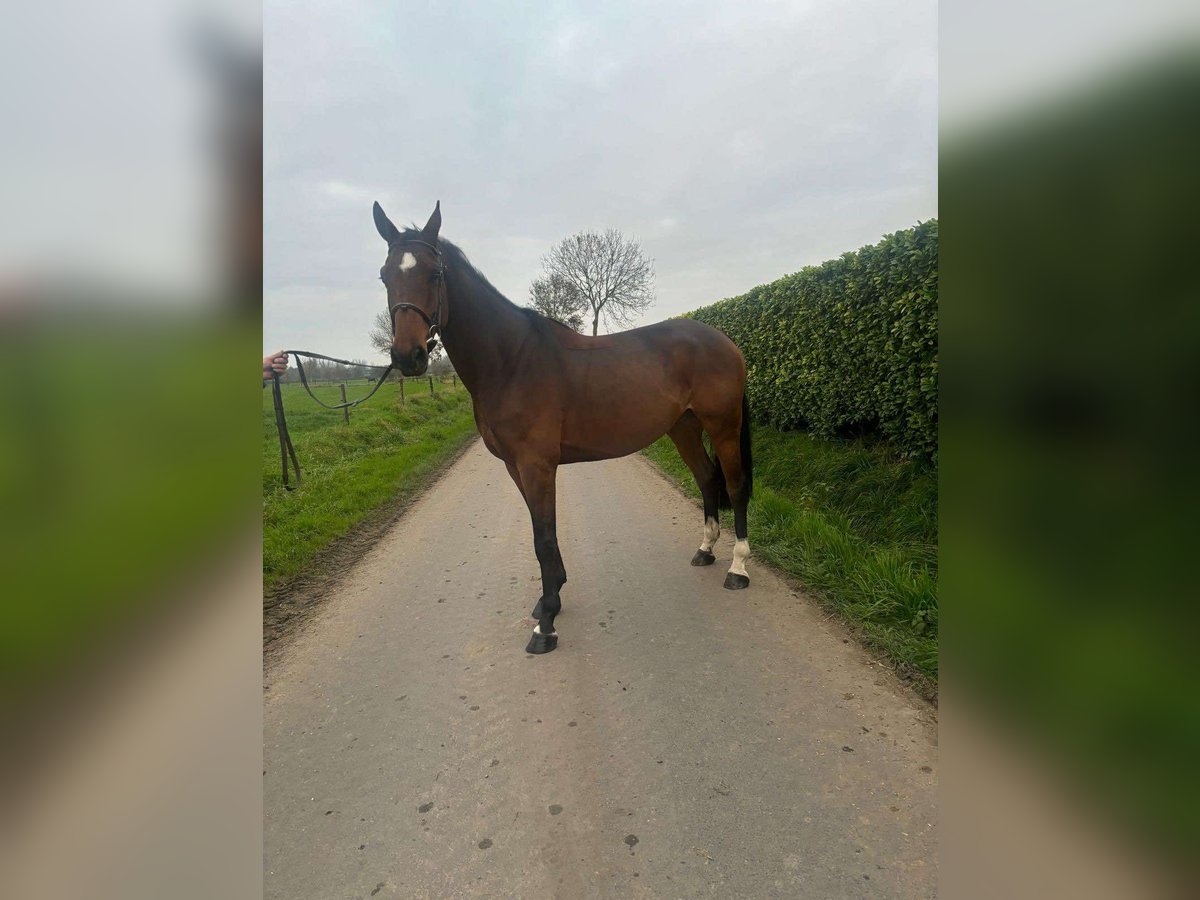 Belgisch Warmbloed Ruin 5 Jaar 169 cm Bruin in GROTE-BROGEL