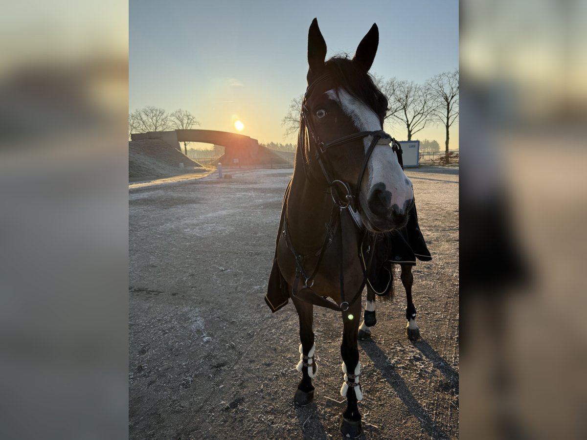 Belgisch Warmbloed Ruin 5 Jaar 170 cm Donkerbruin in Titz