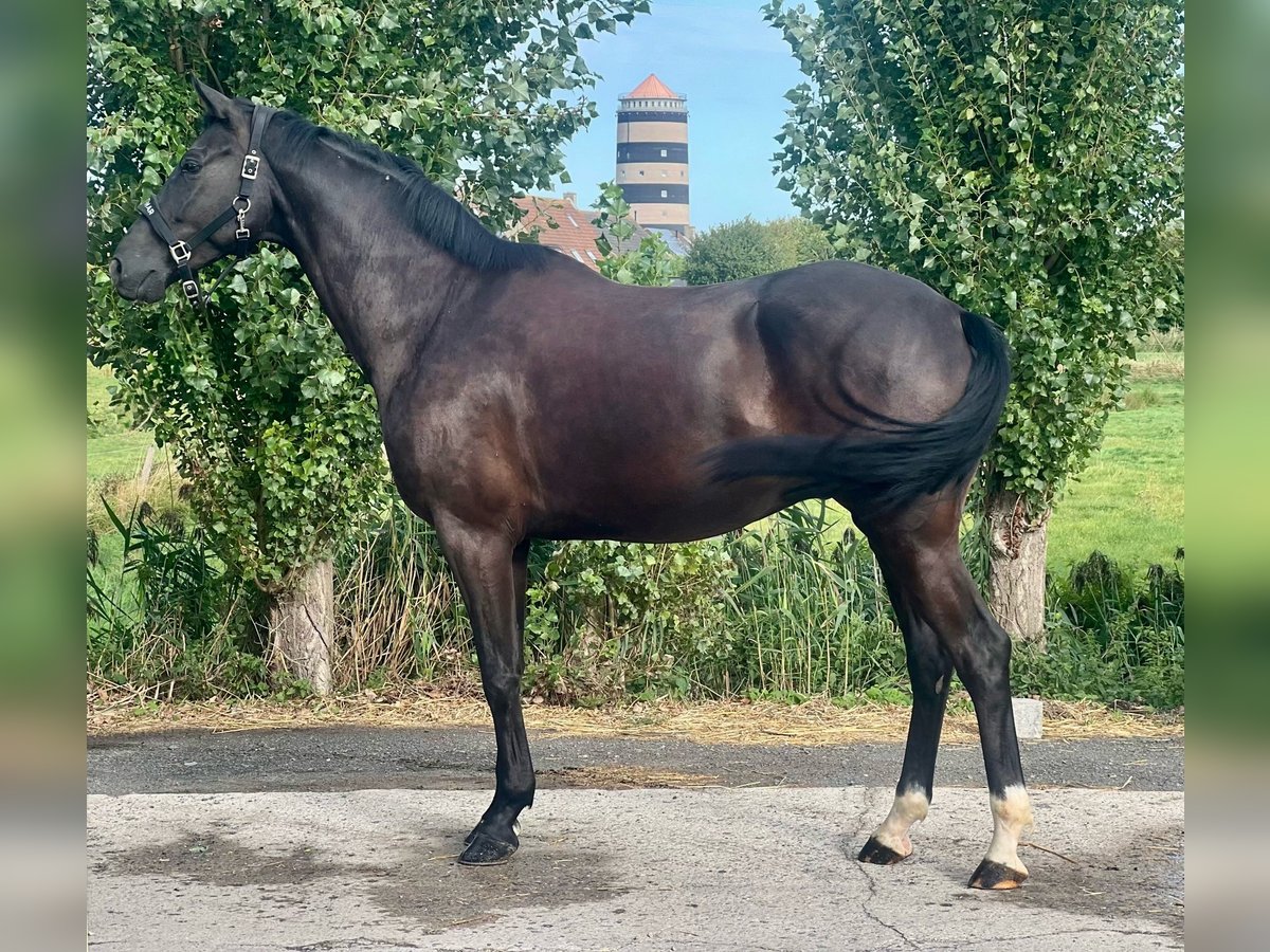 Belgisch Warmbloed Ruin 5 Jaar 171 cm Donkerbruin in GROTE-BROGEL