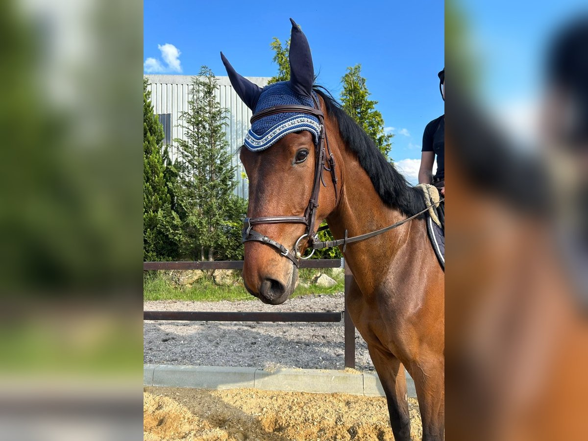 Belgisch Warmbloed Ruin 5 Jaar 171 cm Donkerbruin in Passau