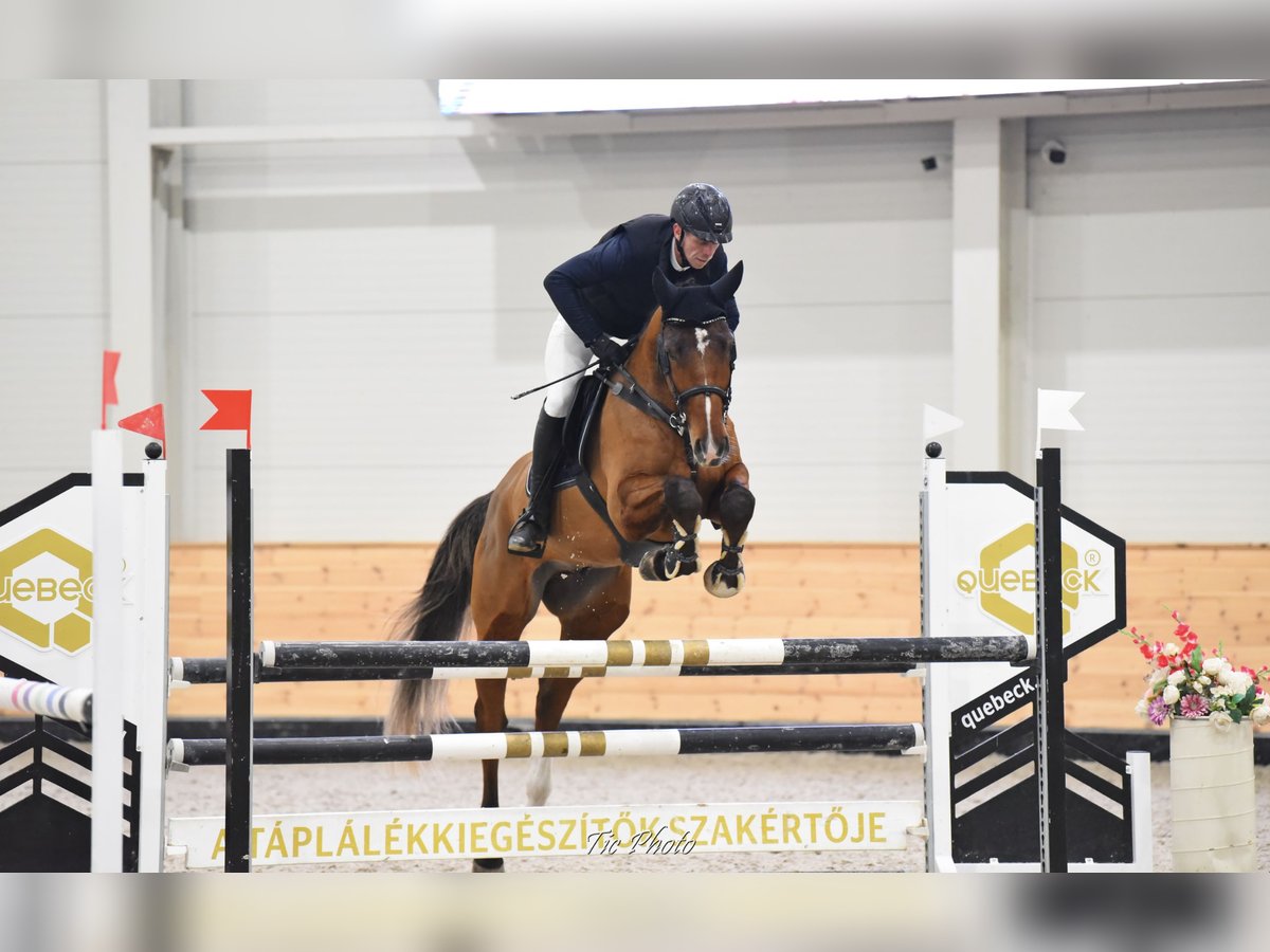 Belgisch Warmbloed Ruin 5 Jaar 175 cm Roodbruin in Cs&#xF6;m&#xF6;r