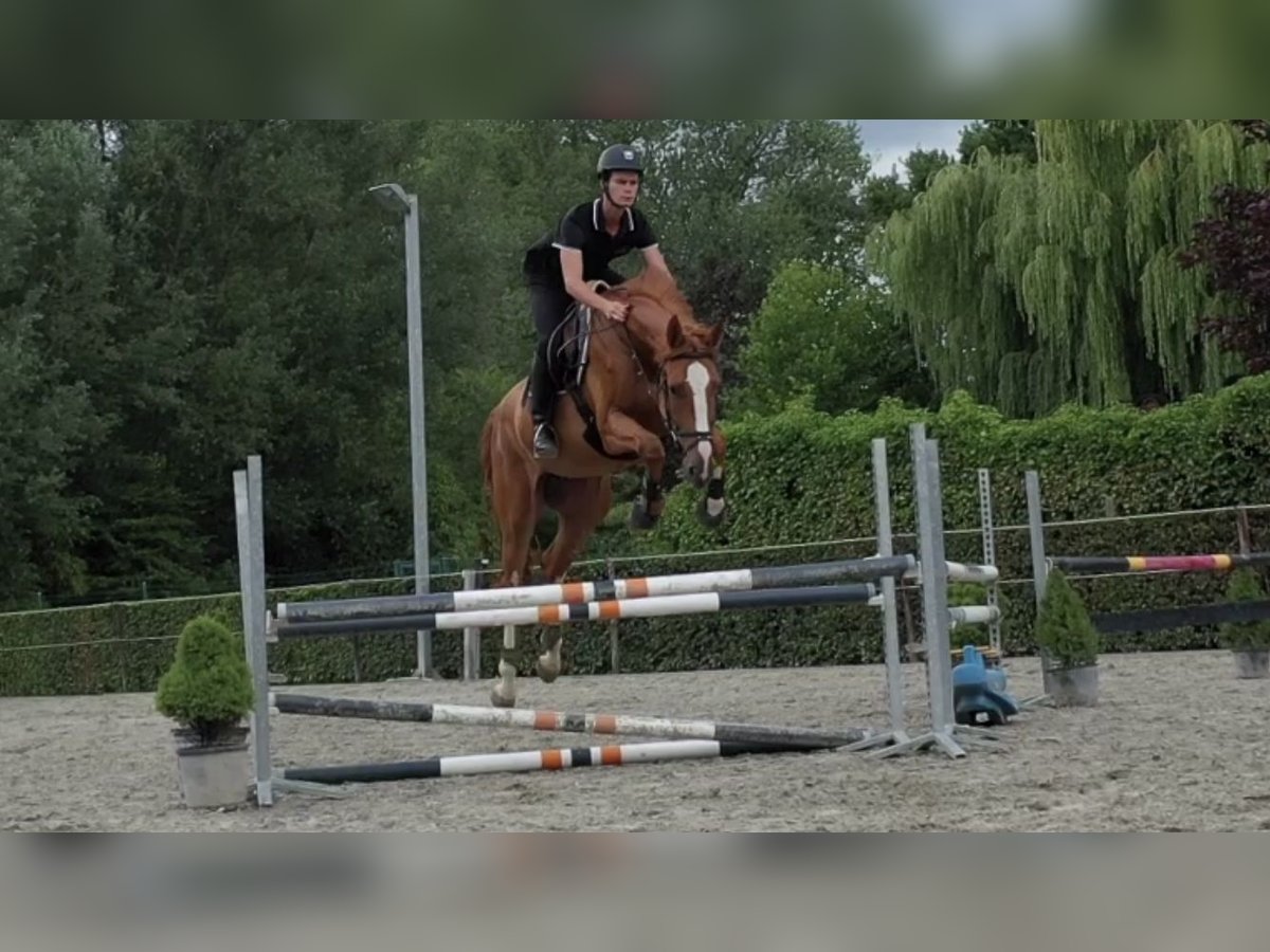 Belgisch Warmbloed Ruin 5 Jaar 177 cm Vos in Oosterzele