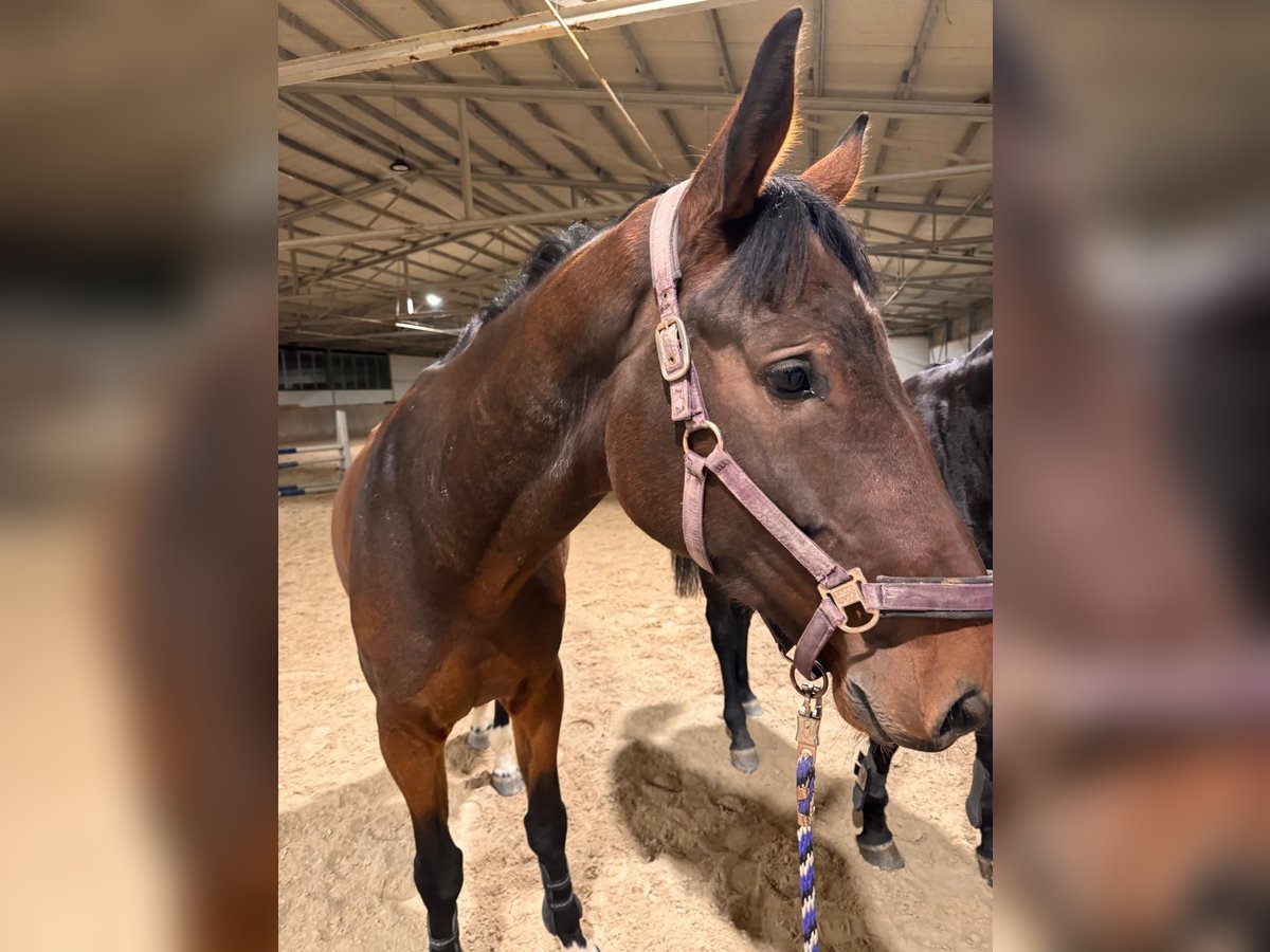 Belgisch Warmbloed Ruin 6 Jaar 171 cm Donkerbruin in Passau