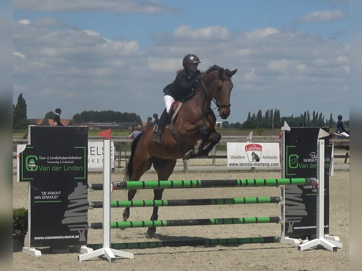 Belgisch Warmbloed Ruin 6 Jaar 173 cm Bruin in Oppuurs