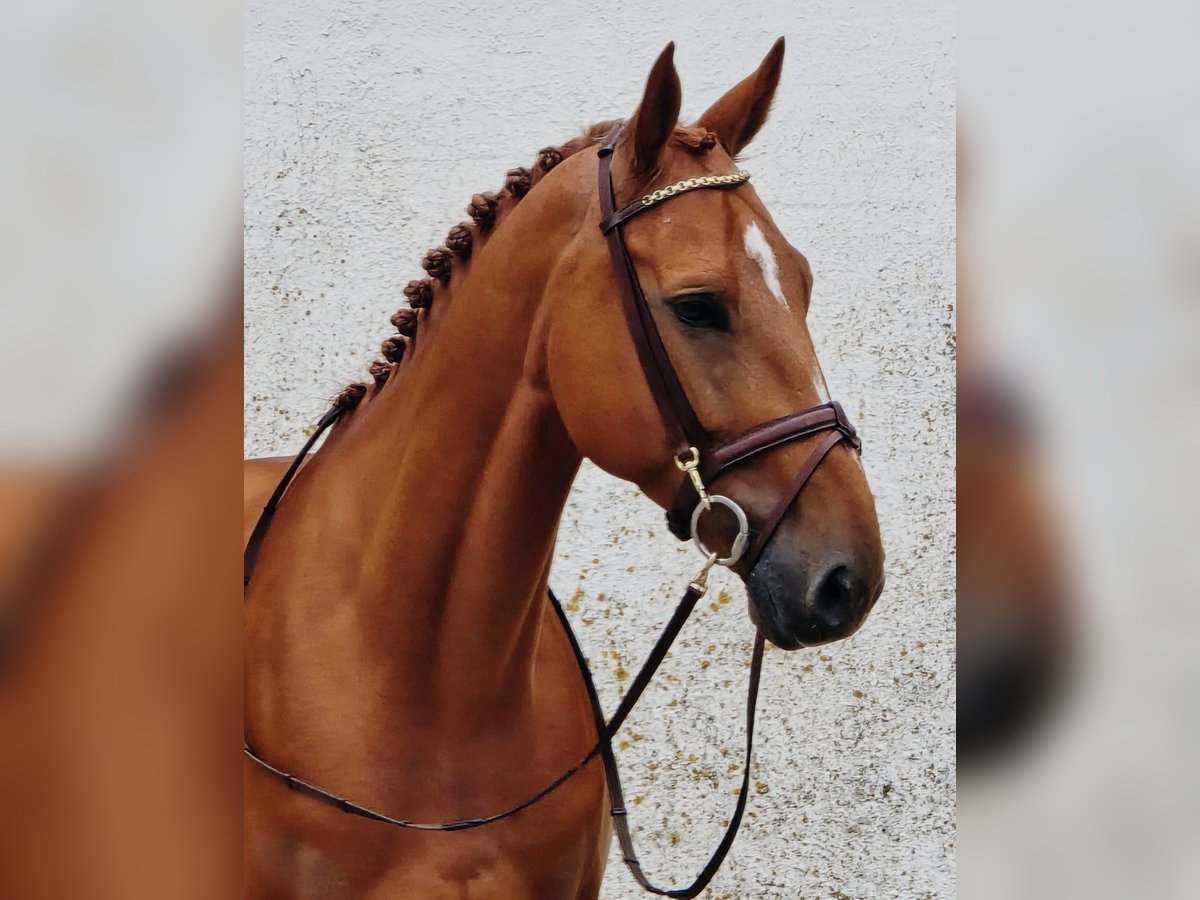 Belgisch Warmbloed Ruin 6 Jaar 173 cm Vos in Someren