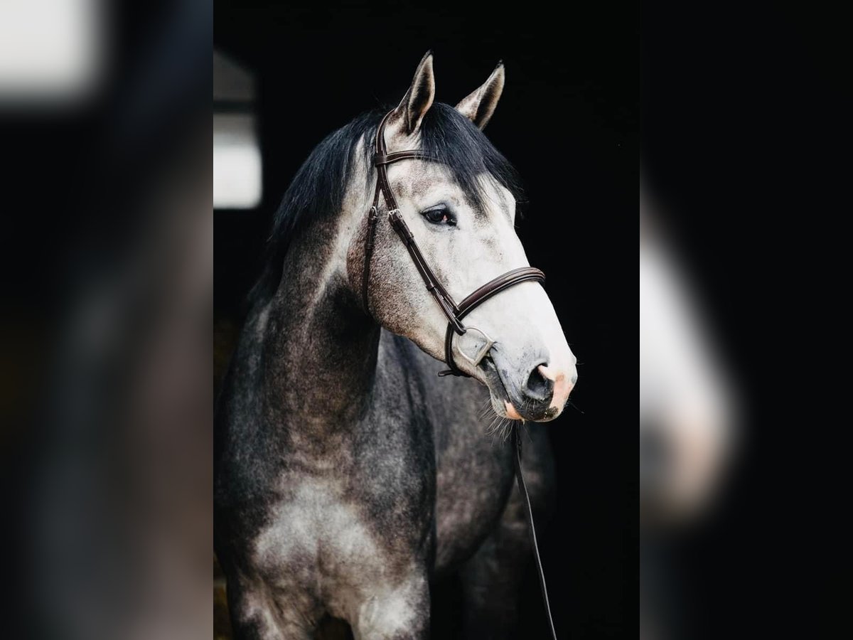 Belgisch Warmbloed Ruin 6 Jaar 176 cm Appelschimmel in Gajewniki