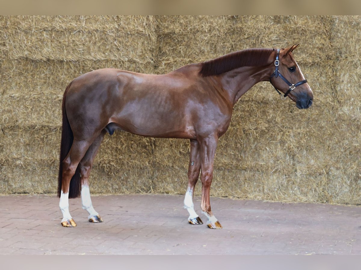 Belgisch Warmbloed Ruin 7 Jaar 166 cm Donkere-vos in Moergestel