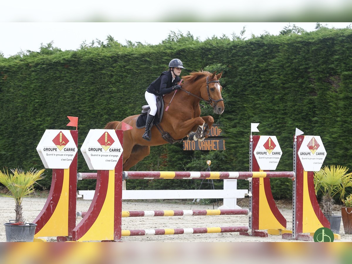 Belgisch Warmbloed Ruin 7 Jaar 168 cm Vos in Dury