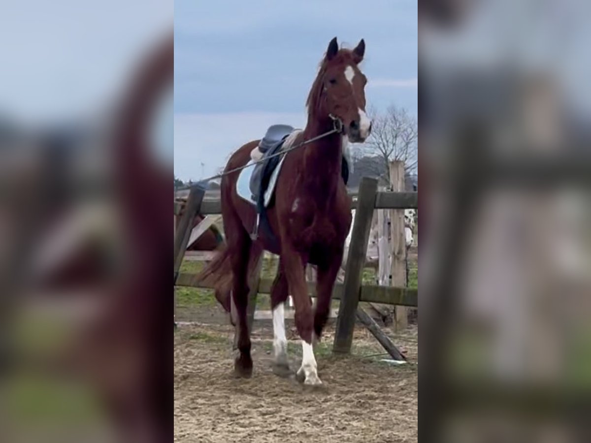 Belgisch Warmbloed Ruin 8 Jaar 160 cm Vos in Bornem