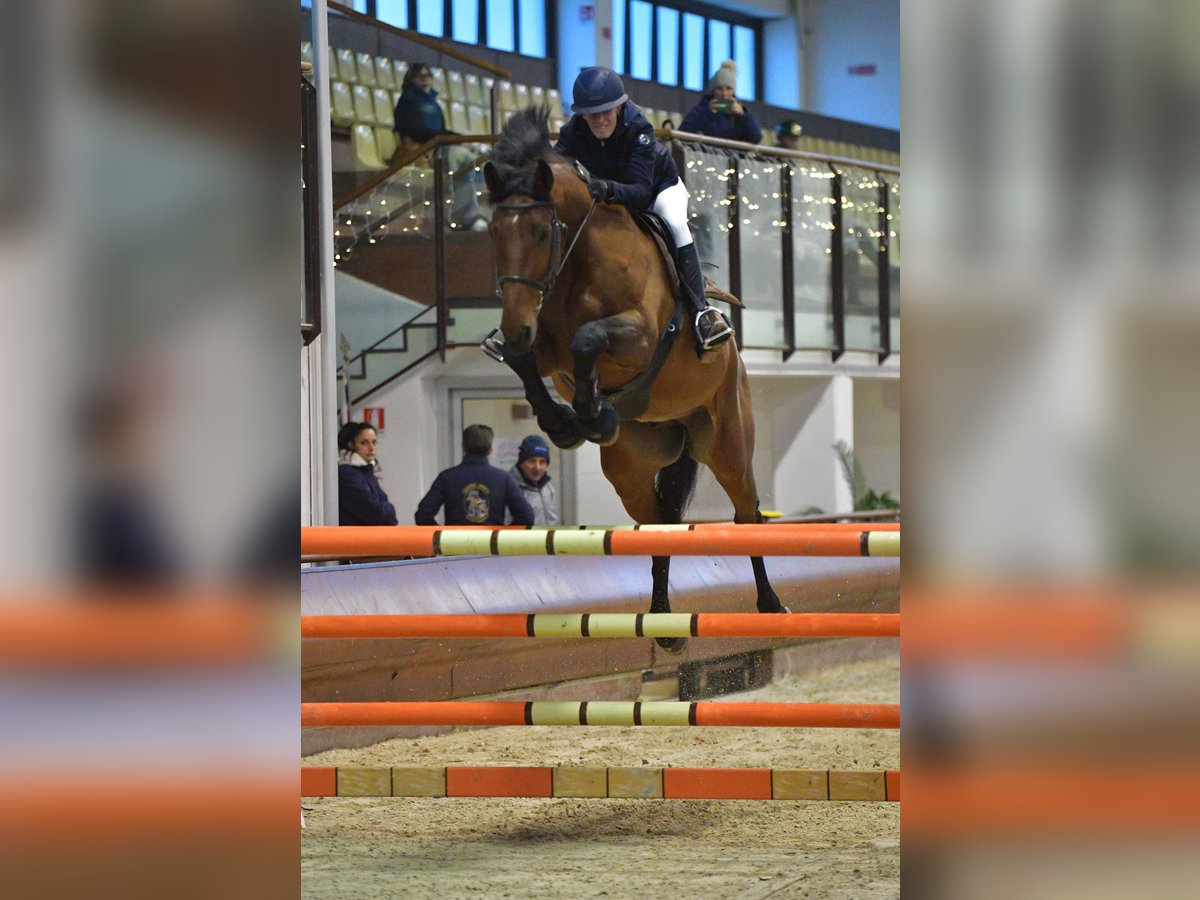 Belgisch Warmbloed Ruin 8 Jaar 175 cm Bruin in Bologna