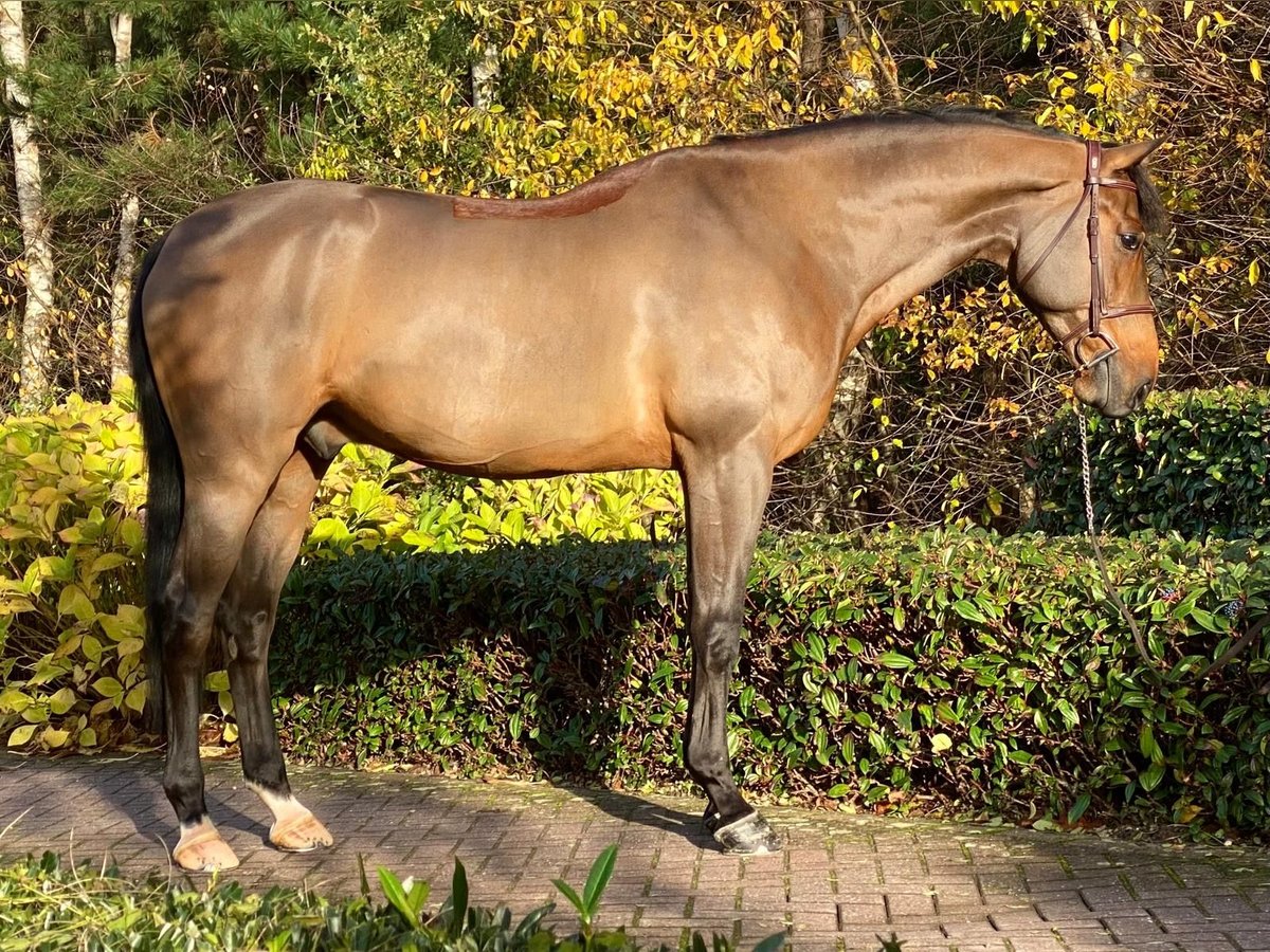 Belgisch Warmbloed Ruin 8 Jaar Bruin in Oudsbergen