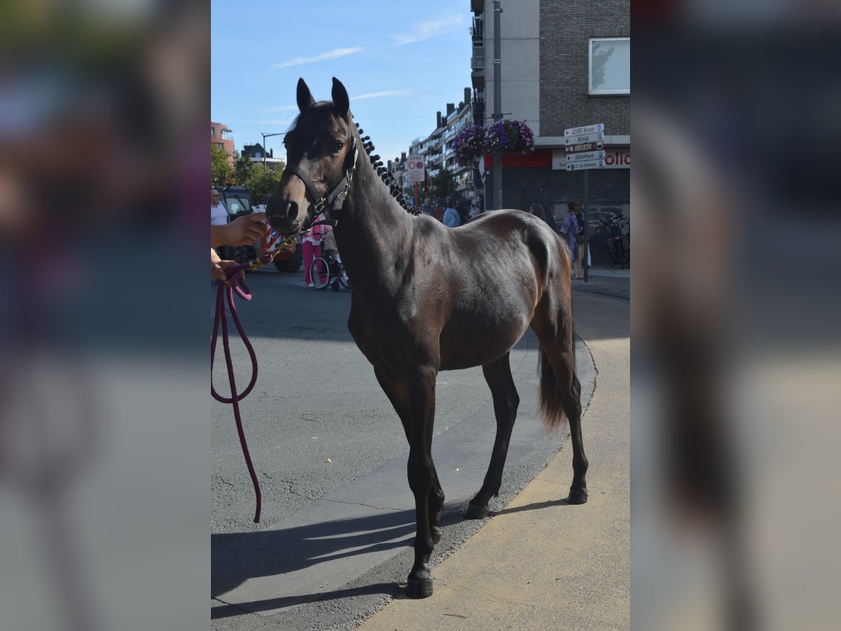 Belgische Rijpony Hengst 1 Jaar 148 cm Donkerbruin in Nederhasselt