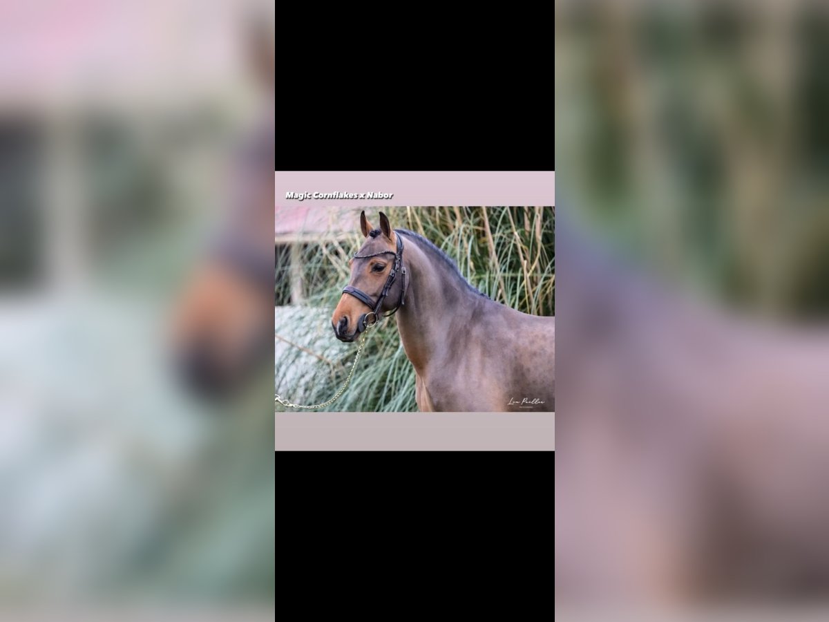 Belgische Rijpony Hengst 9 Jaar in Montpellier