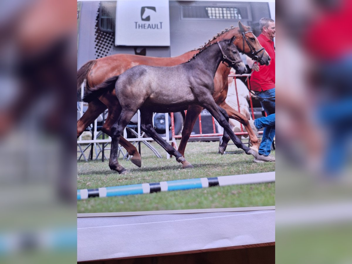 Belgische Rijpony Hengst veulen (05/2024) 145 cm Blauwschimmel in Zarren