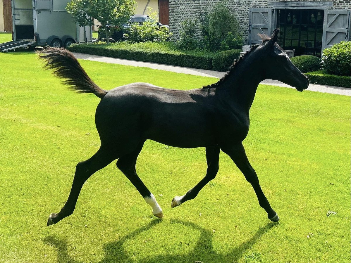 Belgische Rijpony Hengst veulen (04/2024) 148 cm Zwart in peer