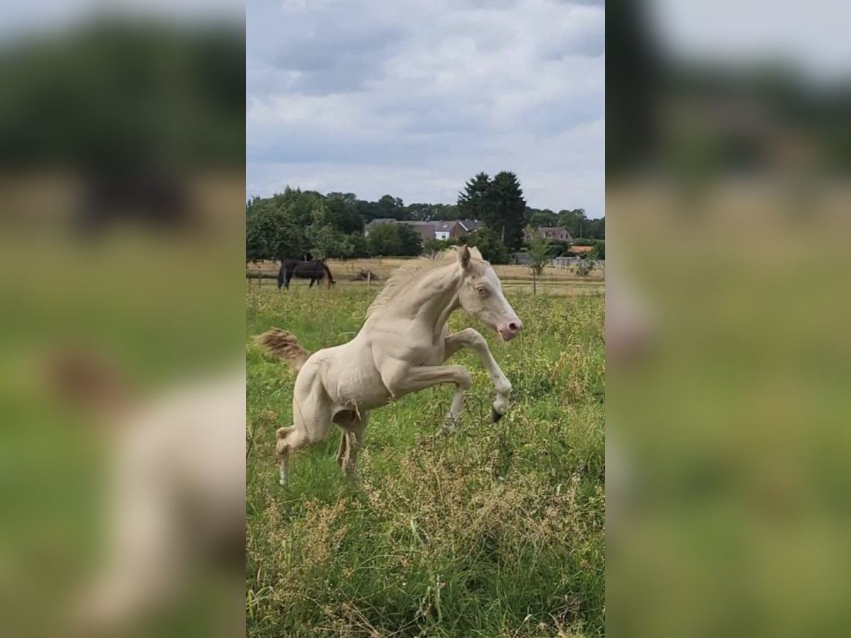 Belgische Rijpony Hengst  Perlino in Anderlues