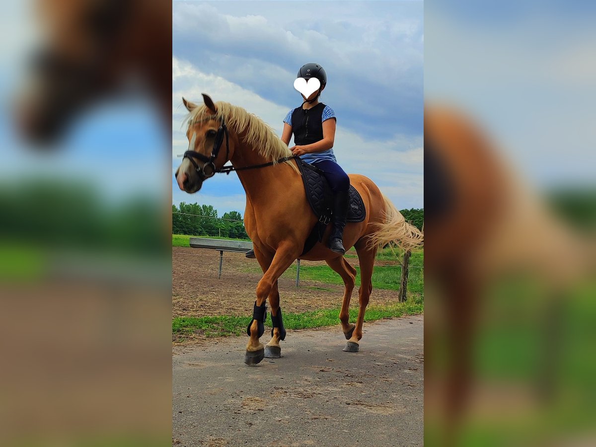 Belgische Rijpony Merrie 11 Jaar 142 cm Palomino in Liebenau