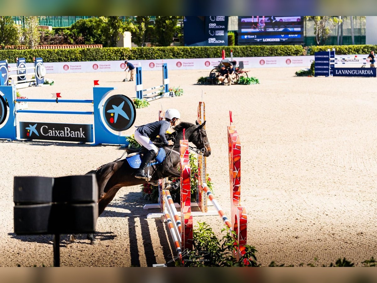 Belgische Rijpony Merrie 12 Jaar 130 cm Donkerbruin in Sant Fruitos De Bages