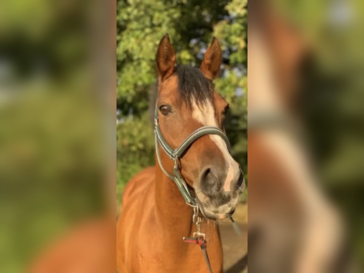 Belgische Rijpony Merrie 15 Jaar 148 cm Bruin in Norderstedt