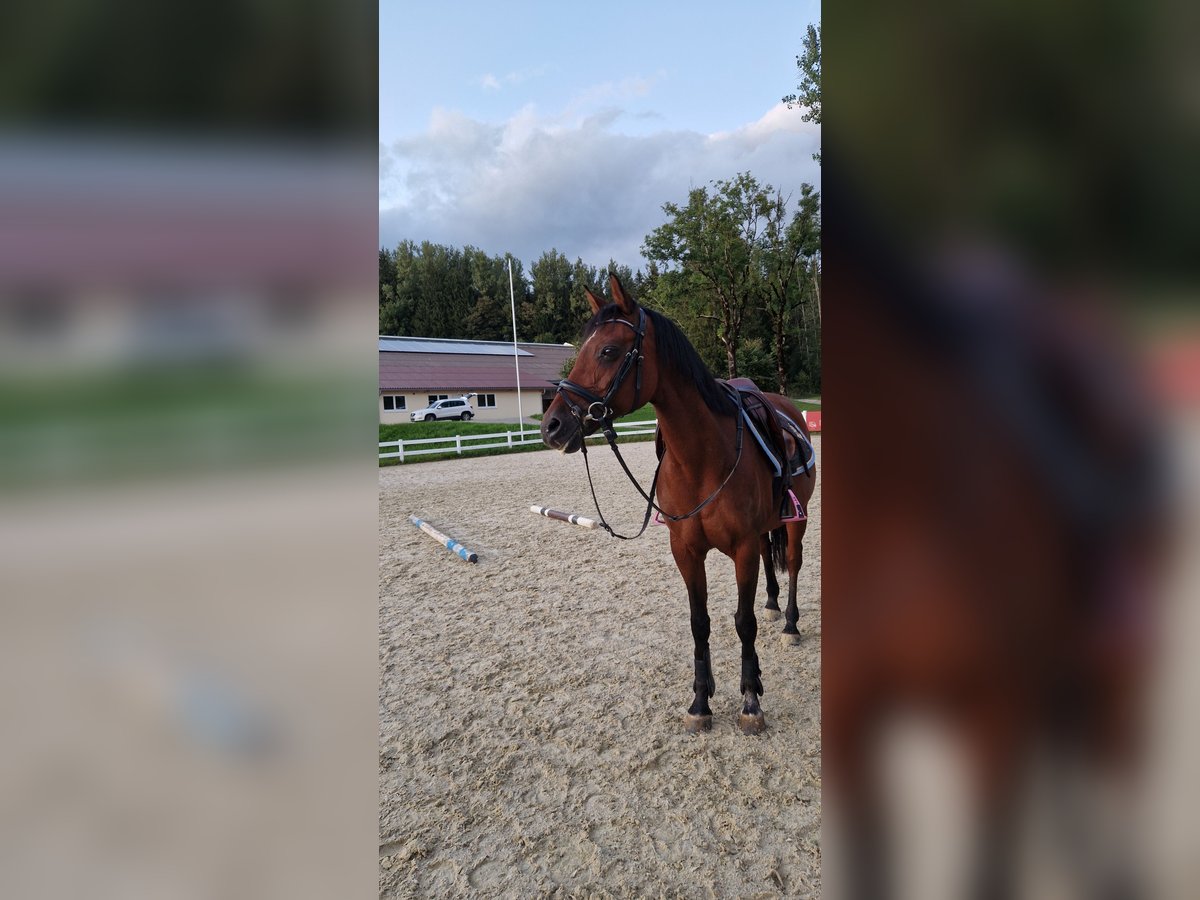 Belgische Rijpony Merrie 17 Jaar 145 cm Bruin in Isny im Allgäu