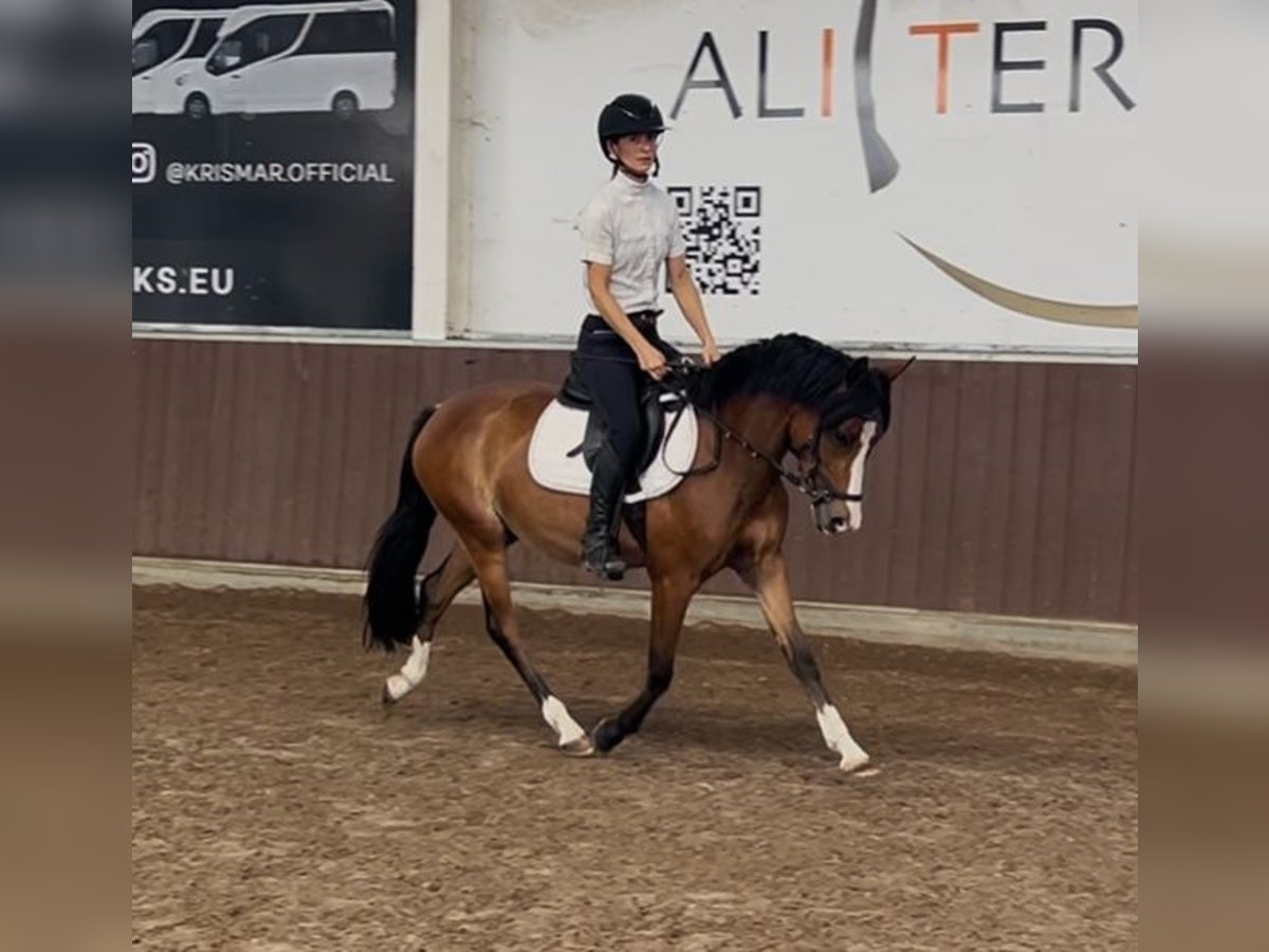 Belgische Rijpony Merrie 3 Jaar 136 cm Bruin in GROTE-BROGEL