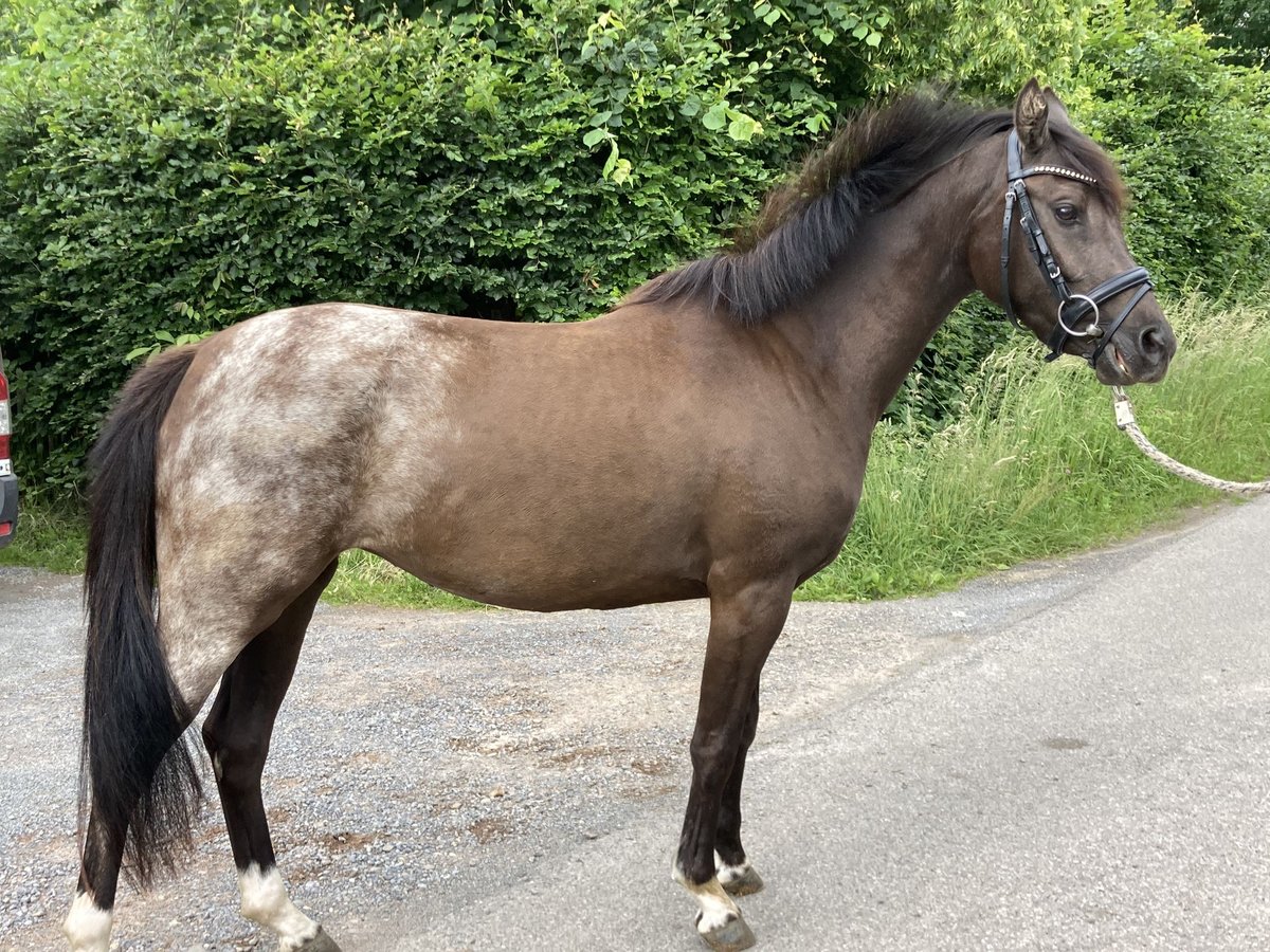 Belgische Rijpony Merrie 3 Jaar 144 cm Donkere-vos in Alken