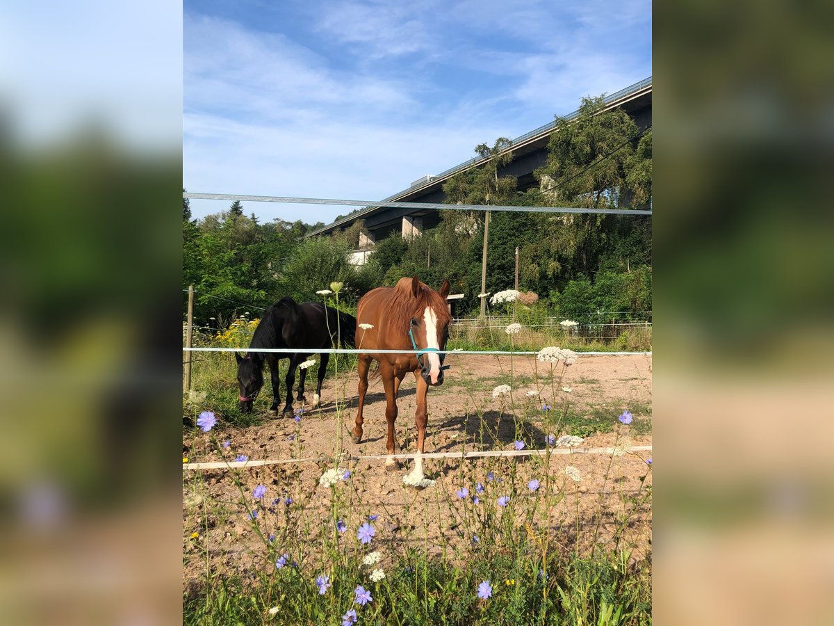 Belgische Rijpony Mix Merrie 4 Jaar 145 cm Vos in Saarbrücken