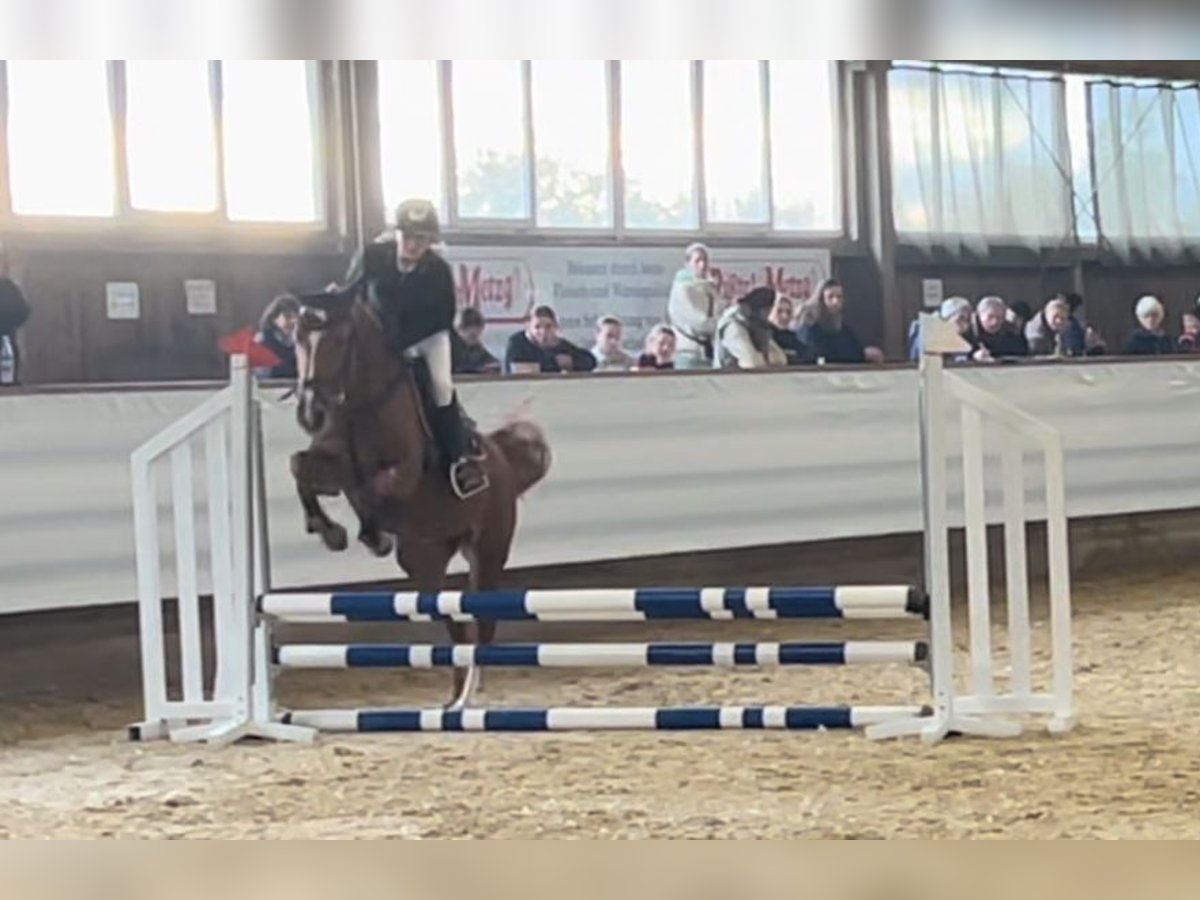 Belgische Rijpony Merrie 5 Jaar 153 cm Vos in Mengen