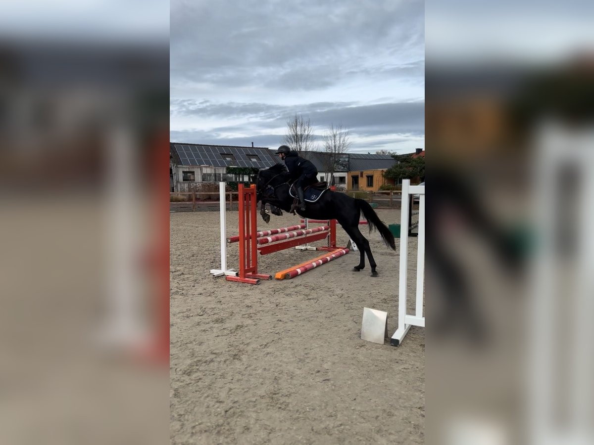 Belgische Rijpony Merrie 6 Jaar 147 cm Zwart in Li&#xE8;ge