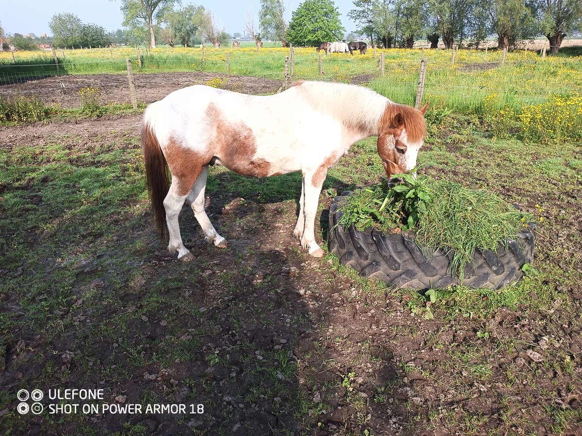 Belgische Rijpony Ruin 11 Jaar 124 cm Gevlekt-paard in Deinze