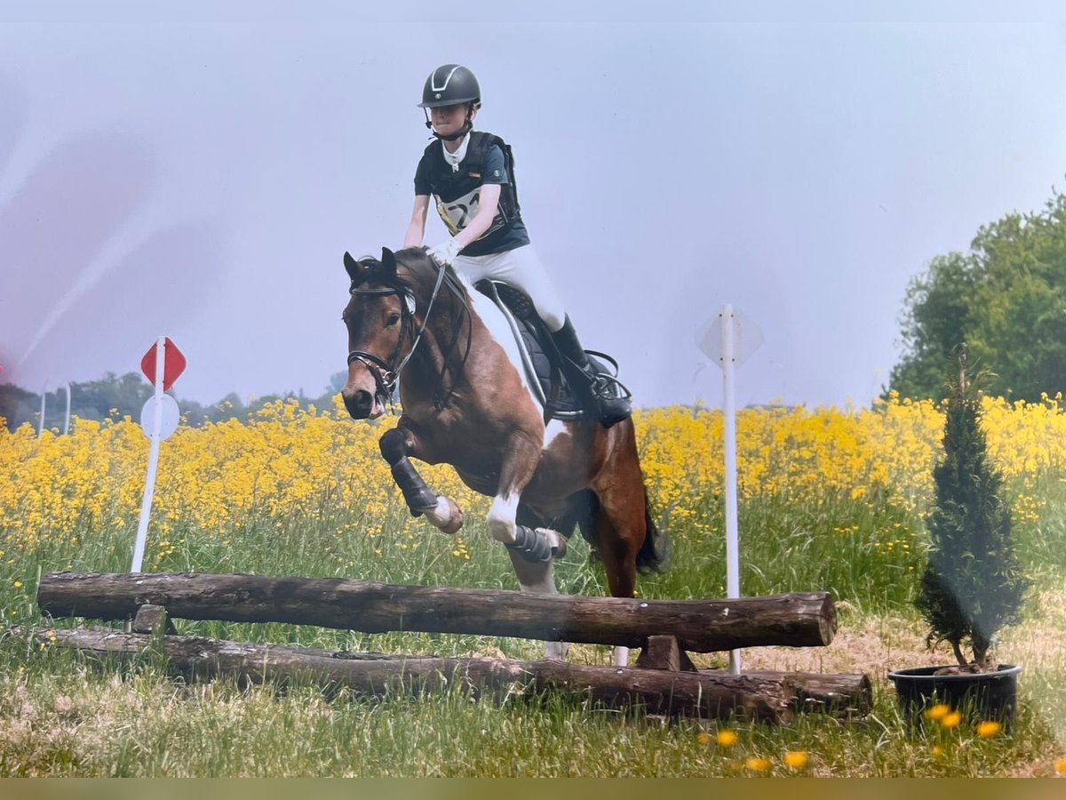 Belgische Rijpony Mix Ruin 5 Jaar 138 cm Gevlekt-paard in Braine-L&#39;Alleud