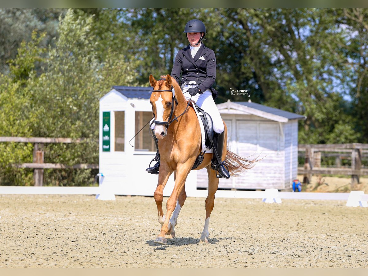 Belgische Rijpony Ruin 5 Jaar 146 cm Vos in Poperinge