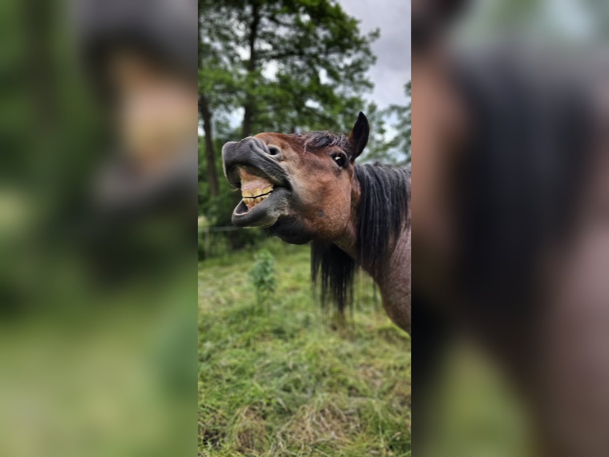 Belgisches Kaltblut Hengst 4 Jahre 155 cm Braunfalbschimmel in Saterland