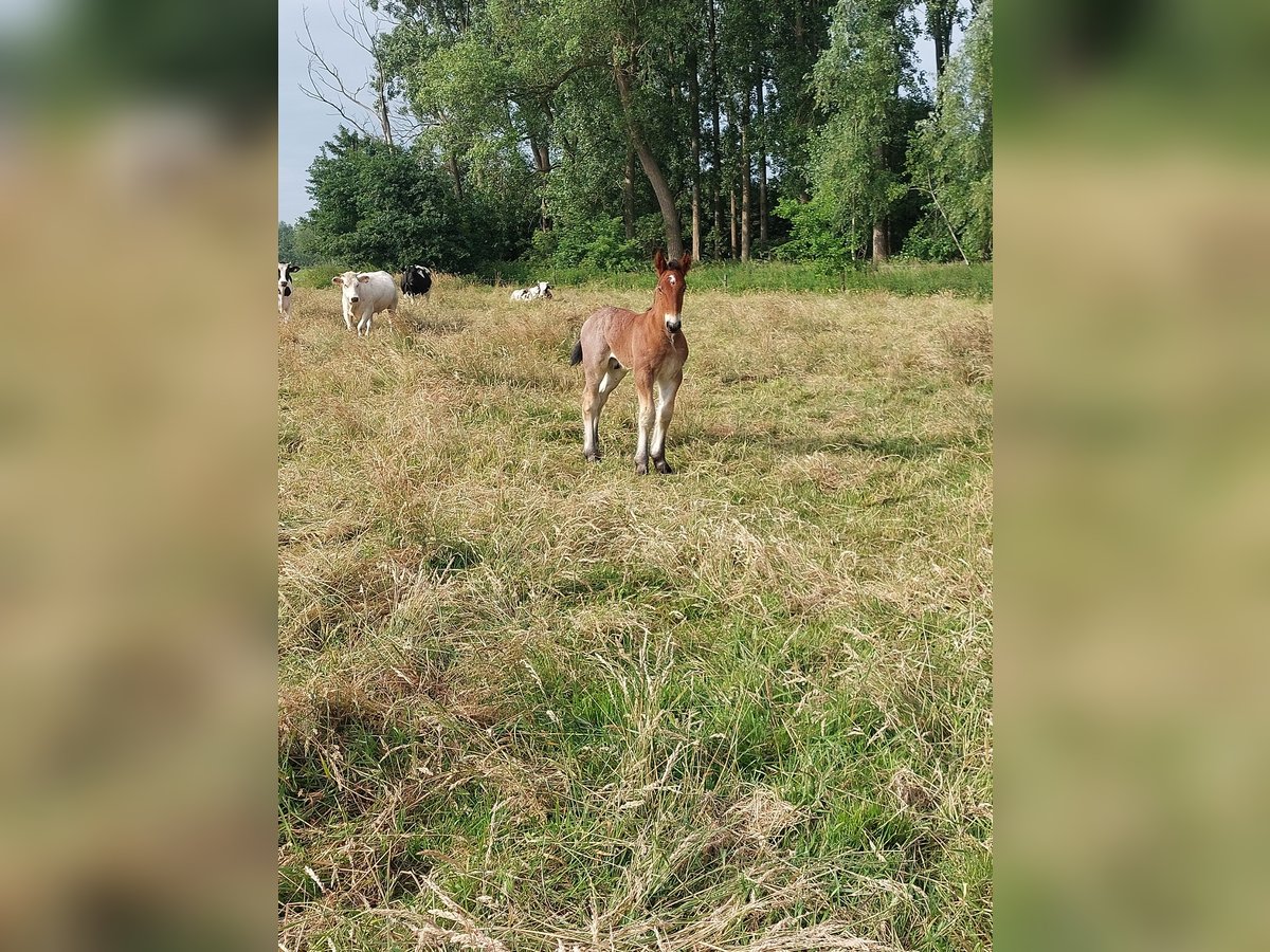 Belgisches Kaltblut Hengst  Braunfalbschimmel in Oosteeklo